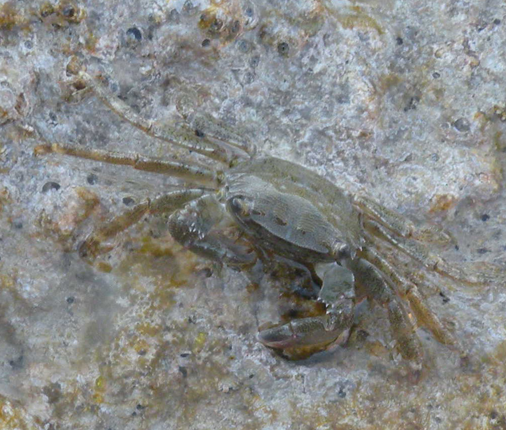 Pachygrapsus marmoratus